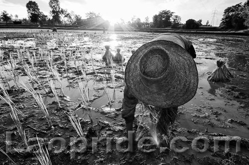 Lao rice field