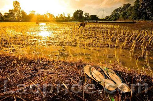 Lao rice field