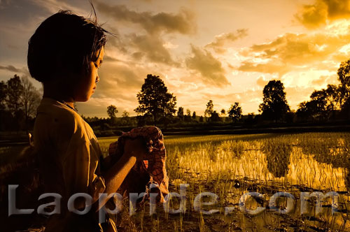 Lao rice field