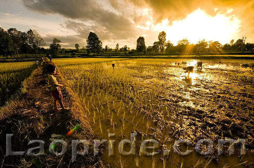 Lao rice field