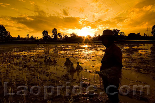 Lao rice field