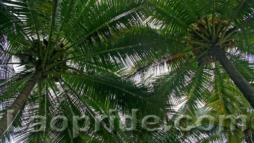 Coconut tree in Laos
