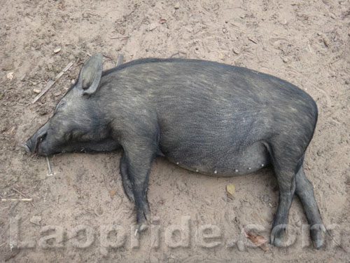 Fresh pork for dinner in Laos