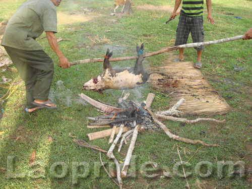 Fresh pork for dinner in Laos