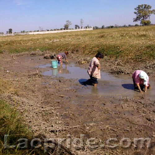 Laotians in the muddy rice field