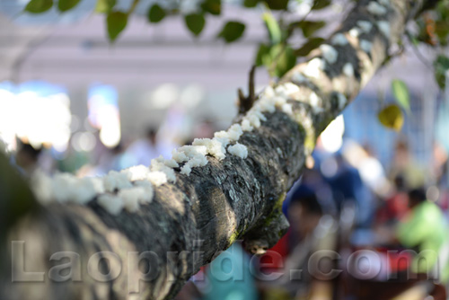 Boun That Luang Festival 2016