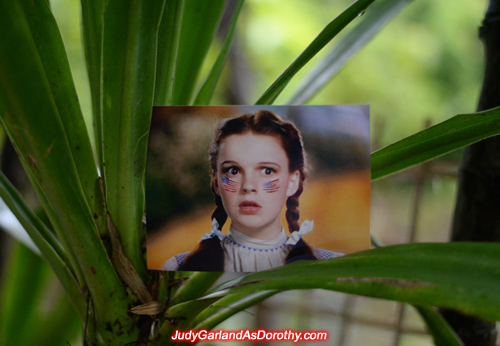 Classic beauty Judy Garland as Dorothy in stunning backdrops