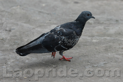 Pigeons at the roadside on Lane Xang Avenue in Vientiane, Laos