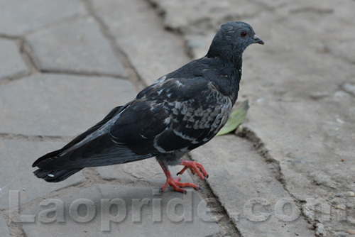 Pigeons at the roadside on Lane Xang Avenue in Vientiane, Laos