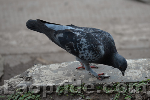 Pigeons at the roadside on Lane Xang Avenue in Vientiane, Laos