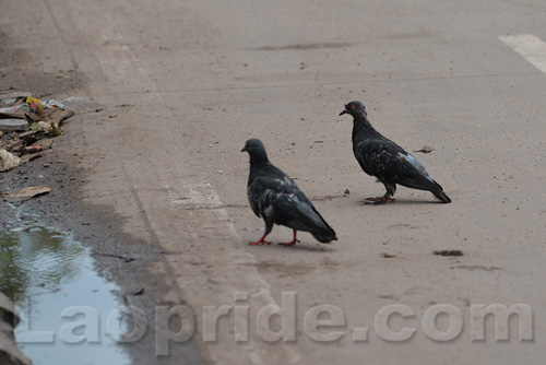 Pigeons at the roadside on Lane Xang Avenue in Vientiane, Laos