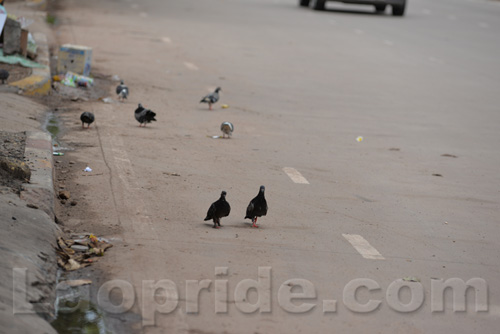 Pigeons at the roadside on Lane Xang Avenue in Vientiane, Laos