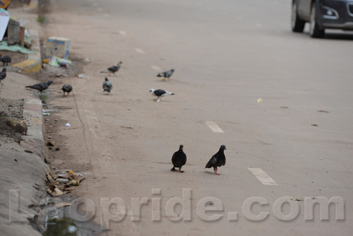 Pigeons at the roadside on Lane Xang Avenue in Vientiane, Laos