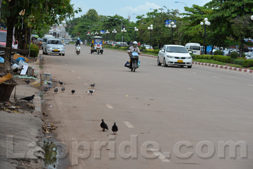 Pigeons at the roadside on Lane Xang Avenue in Vientiane, Laos
