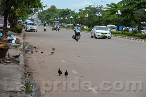 Pigeons