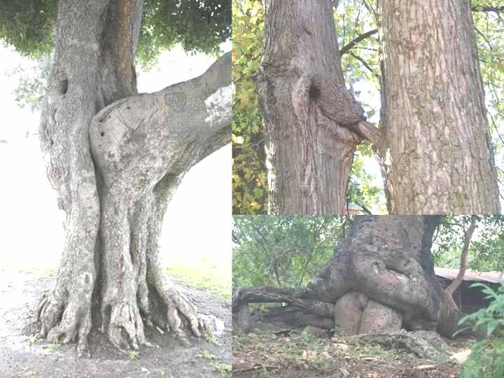 NaughtyTrees.jpg