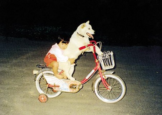 dog_on_bike.jpg